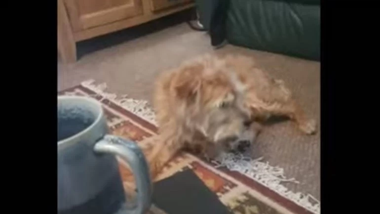 Κάθε φορά που τραγουδάει το αφεντικό, ο σκύλος… κυνηγάει την ουρά του! (βίντεο)